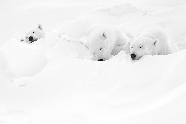 Polar bears sleeping in the snow.